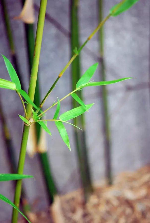 国画竹子怎么画简单又好看,竹子怎么画又简单又漂亮