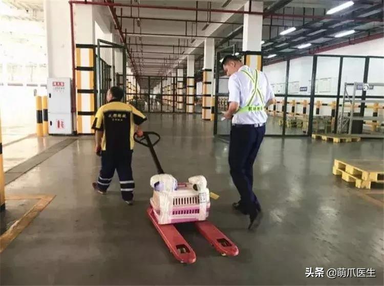 带宠物住宿酒店,带宠旅行酒店