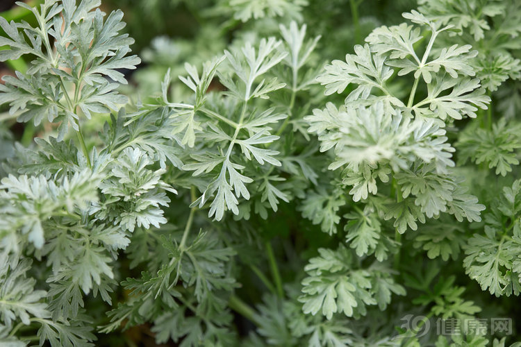 老中医介绍艾草之功效,中医艾草养生