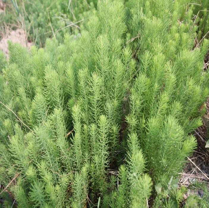 适合山东地区种植的珍稀树种,十种常见观赏草有哪些