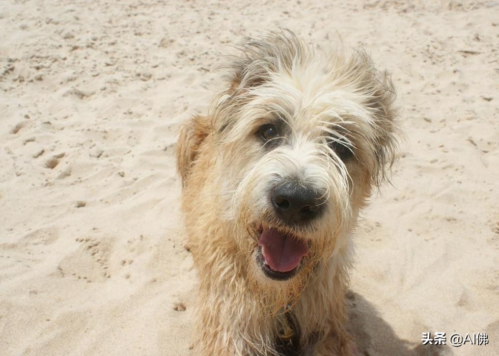 美国最受欢迎的100组小狗名字