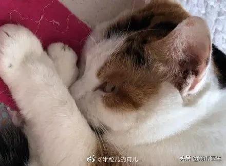 猫为什么喜欢屁股对着主人,猫对着人撅屁股是怎么回事