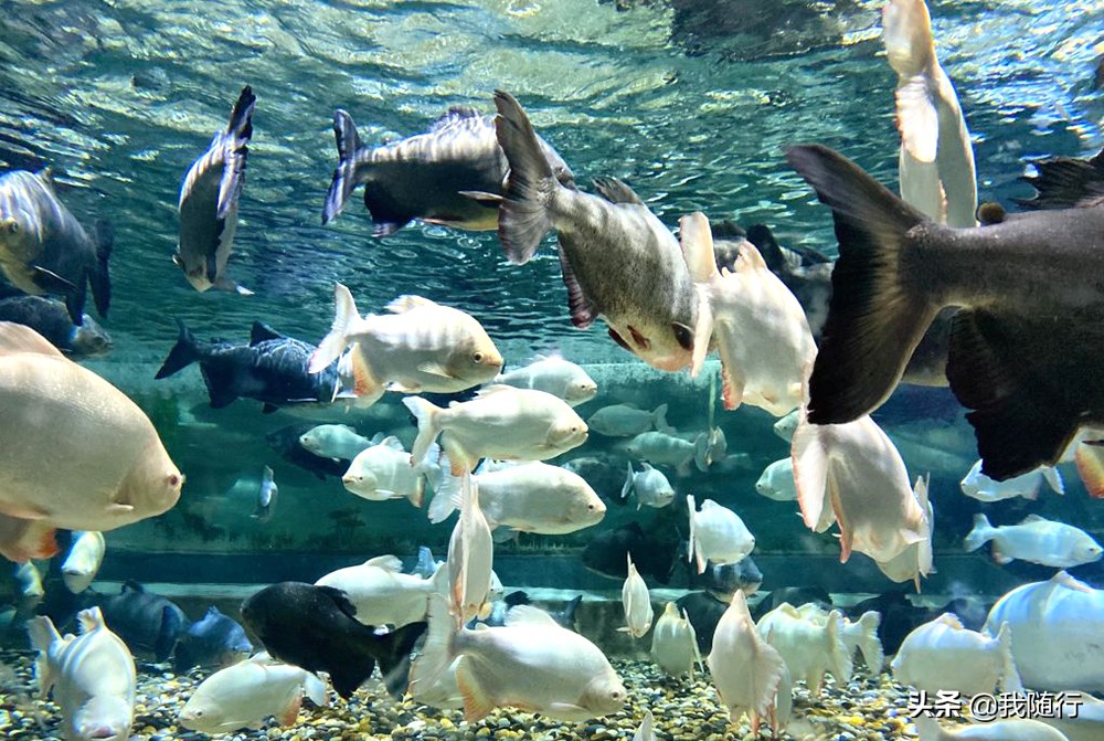波音驾驶、海底隧道，成都“海滨城”游玩，可以先看看这些