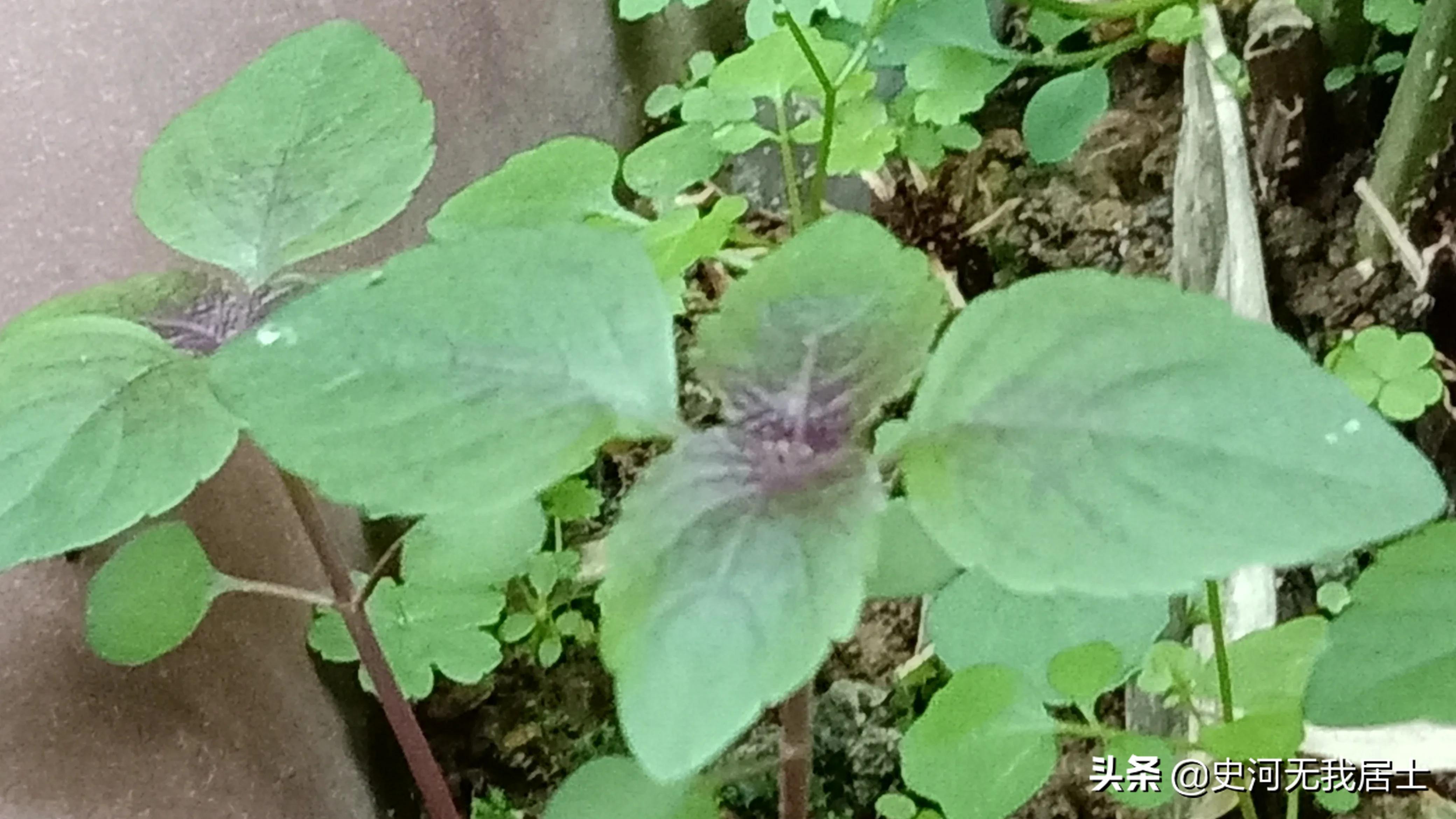 时光荏苒说的是紫苏吗,紫苏与时光荏苒