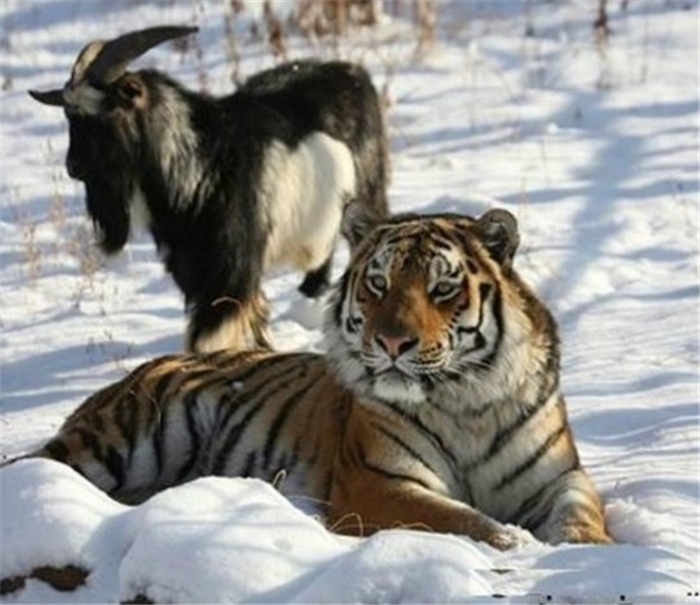 山羊走失了,山羊走失