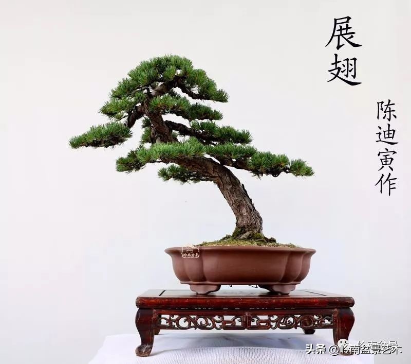 寒松纵老风骨在——赏松杂谈