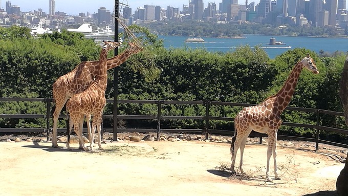 澳洲悉尼动物园,悉尼塔隆加动物园介绍