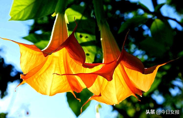 八角在卤水中的禁忌,卤水八角的禁忌