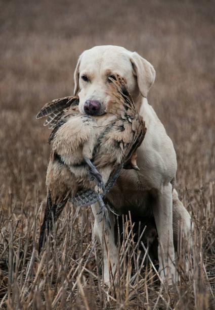 狗狗有必要训练定点,狗狗老是在家里乱尿可以笼养吗