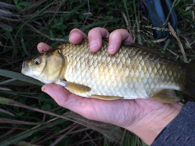走钓鲫鱼钓法窍门大揭秘,野钓鲫鱼怎么找到最佳钓点