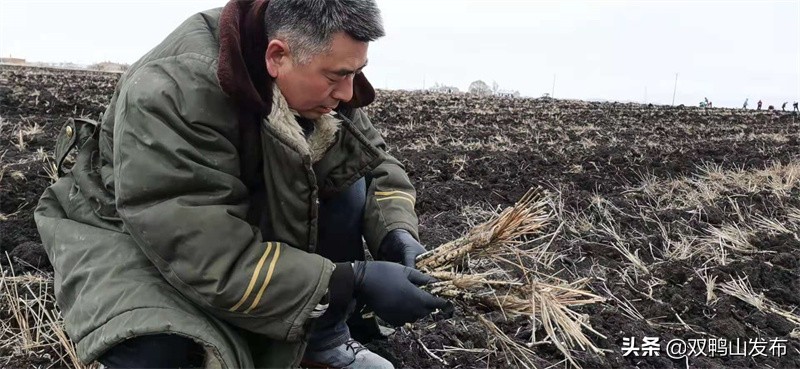 中药材种植生态化发展,中药材生态种植