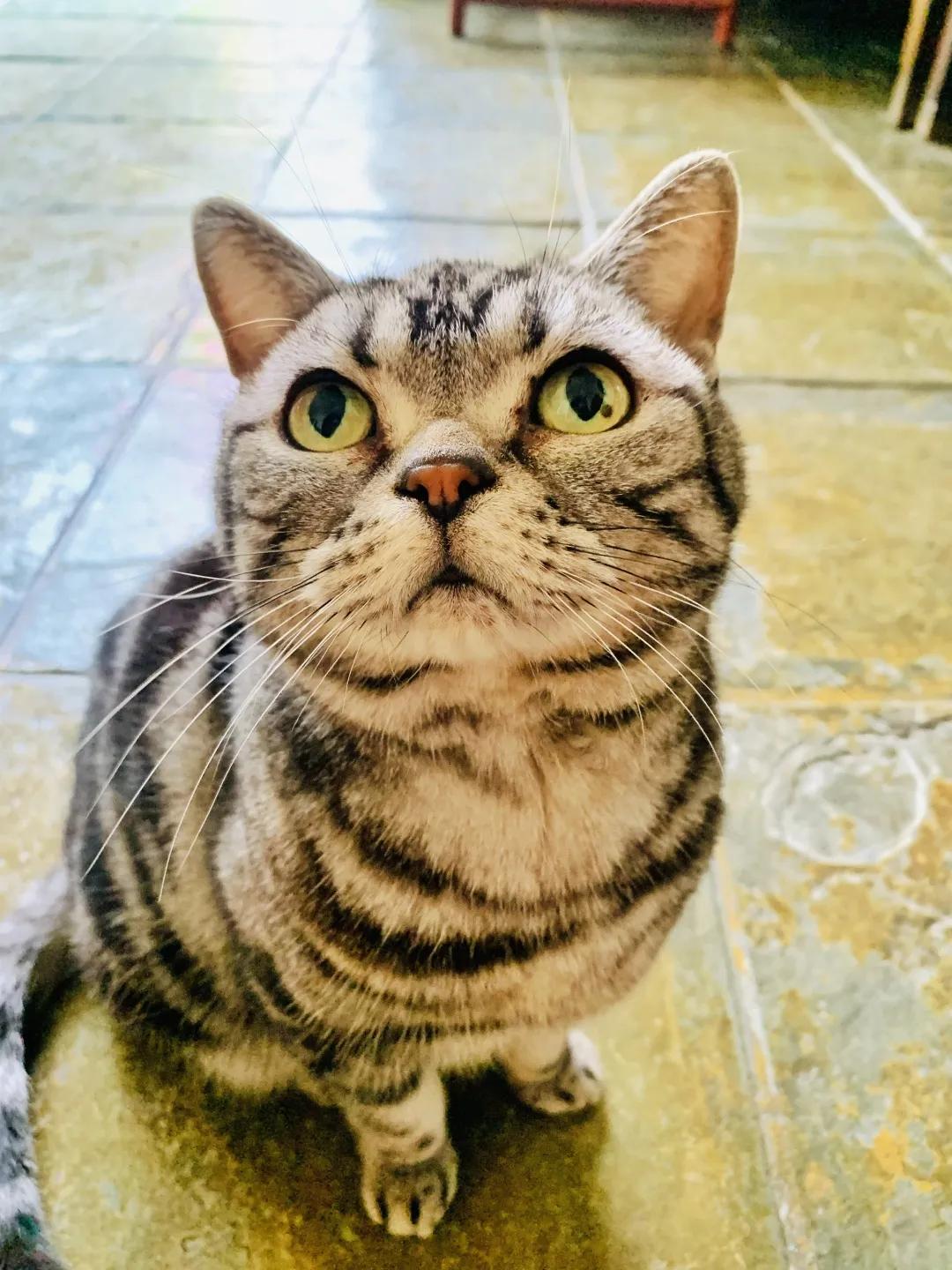 观复猫身份,观复猫近期咋样