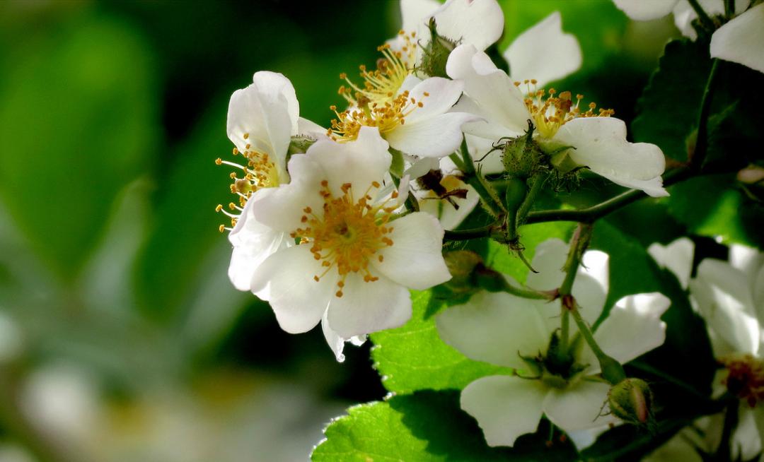 有关荼蘼花的古诗词,关于荼蘼花开的诗词