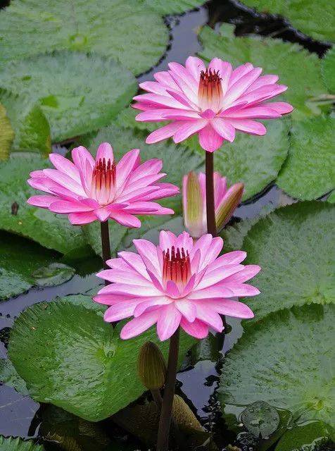 出淤泥而不染荷花之美,如果你是一朵出淤泥而不染的荷花