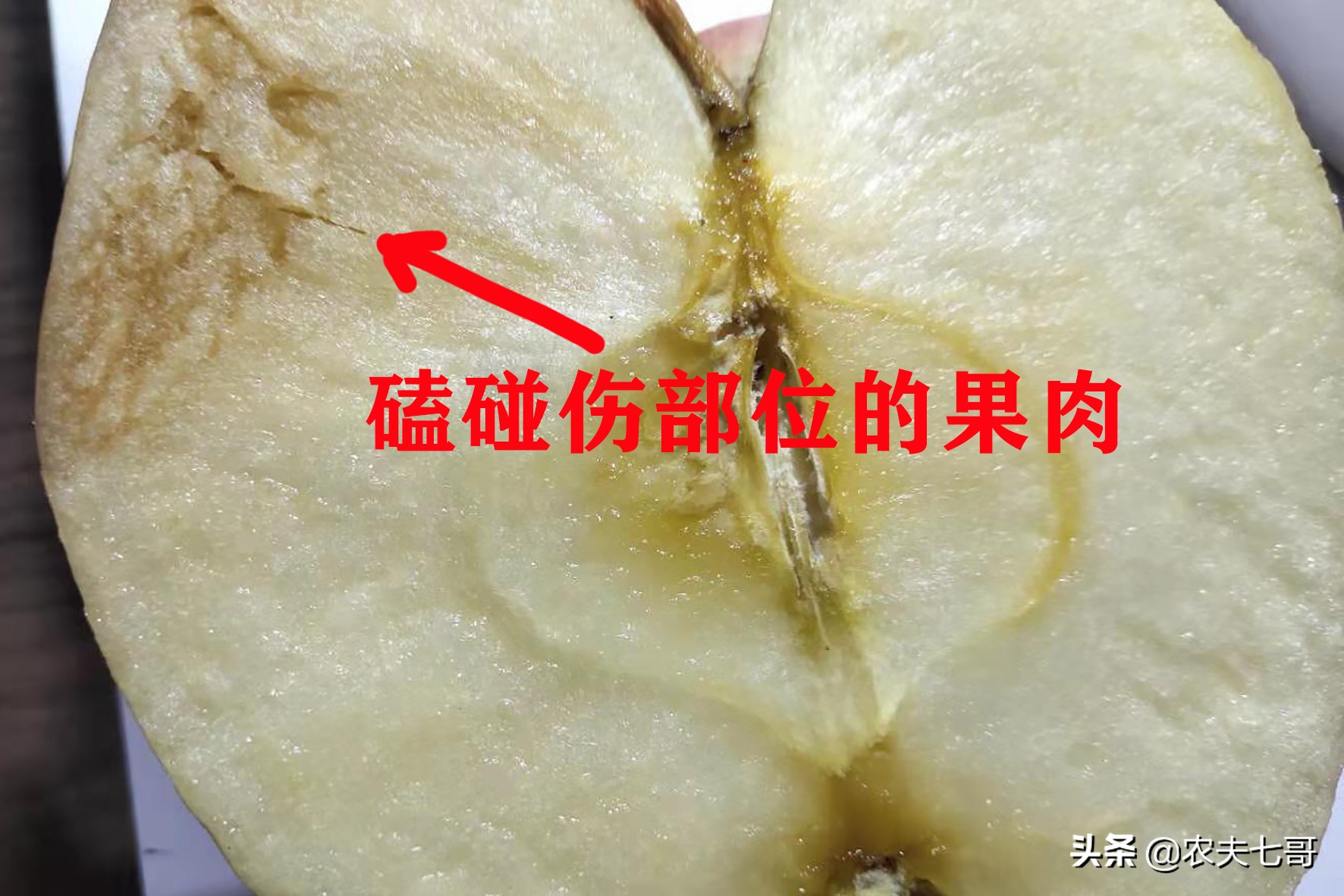 苹果怎么快速打包到果袋,苹果果农套袋子最快方法