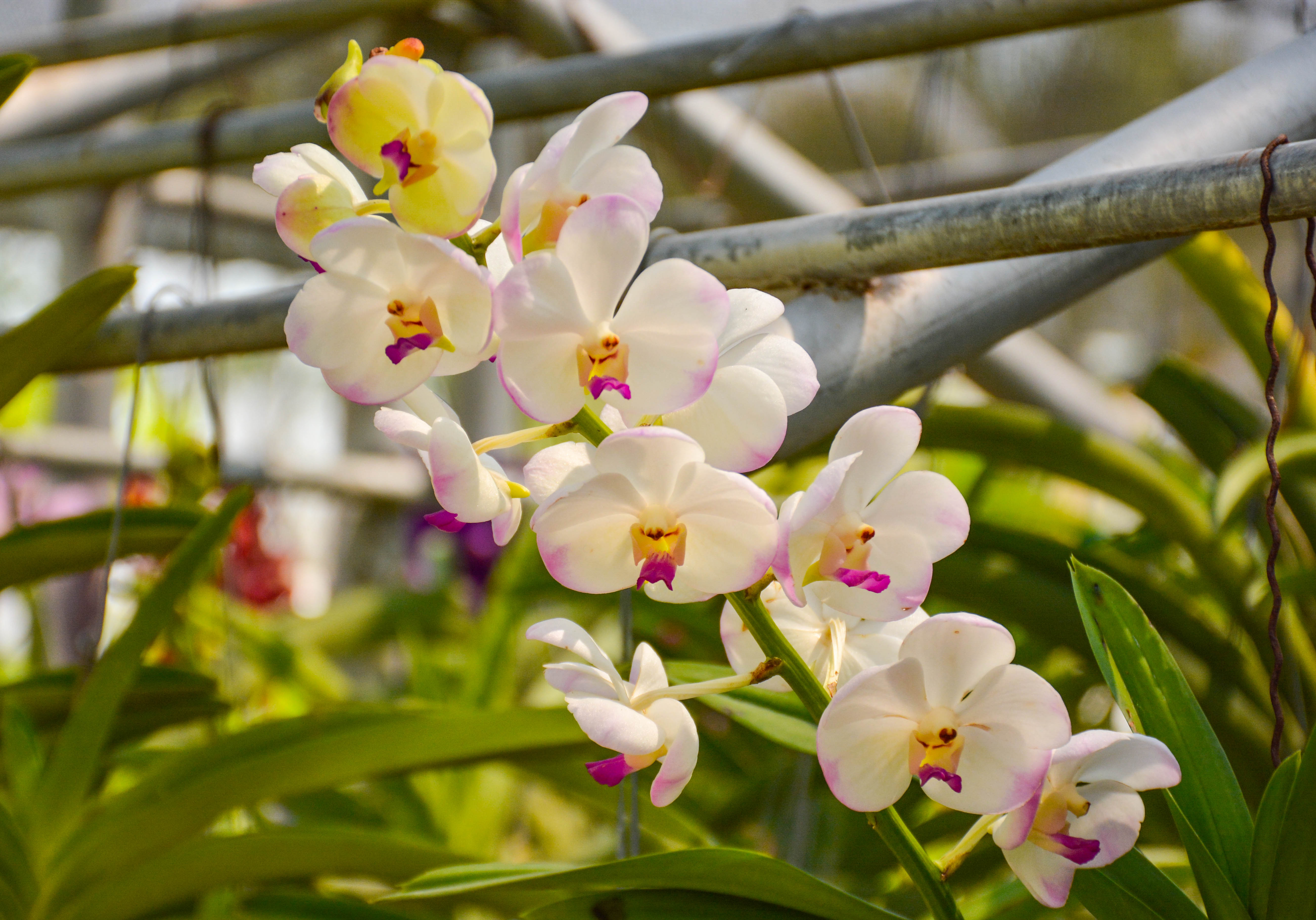 好看又好养的兰花有哪些,最好的十种兰花