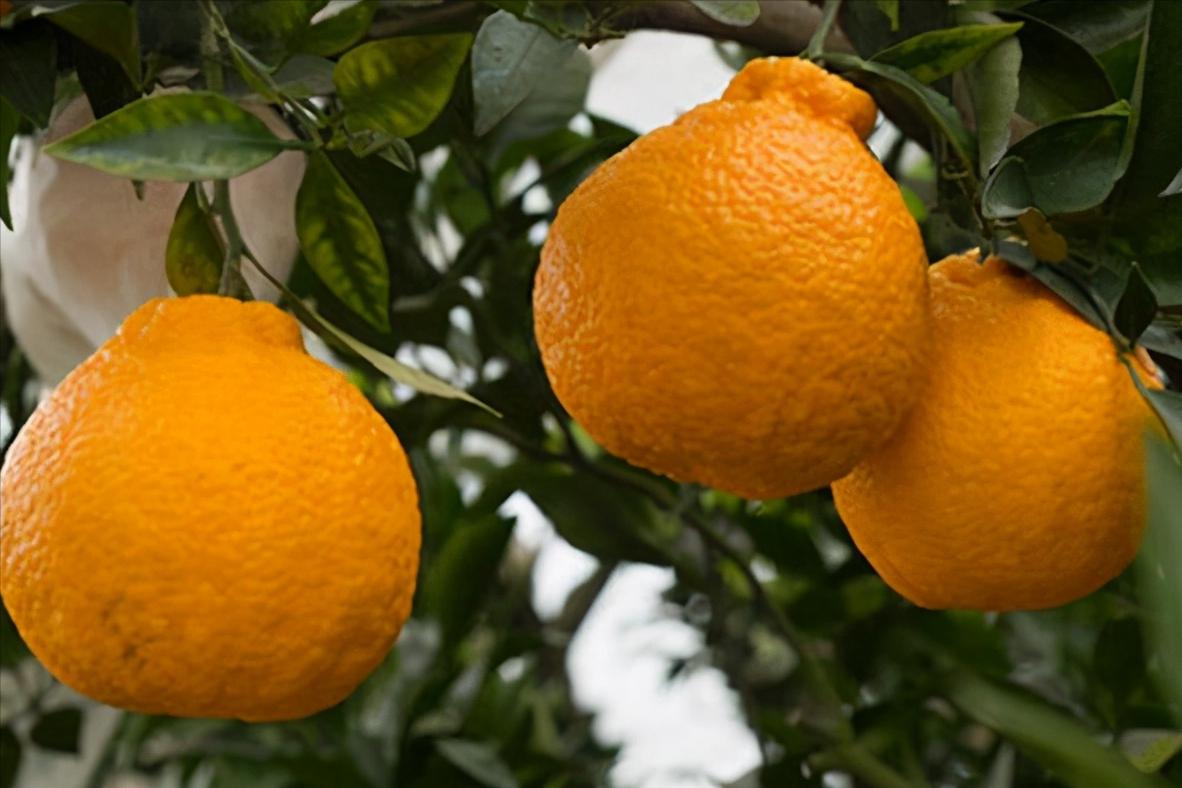 日本发起“种子战”，1900类种苗禁止外泄，阳光玫瑰葡萄首当其冲