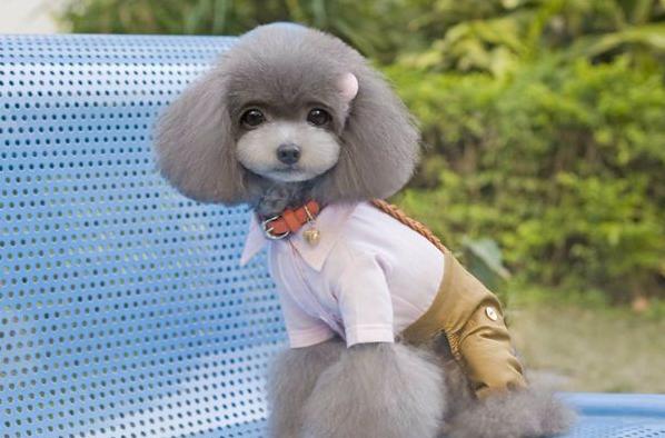 贵宾犬生产注意事项,贵宾犬注意事项