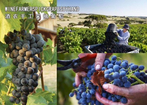 澳大利亚经典葡萄酒名品,澳洲葡萄酒产区和品位