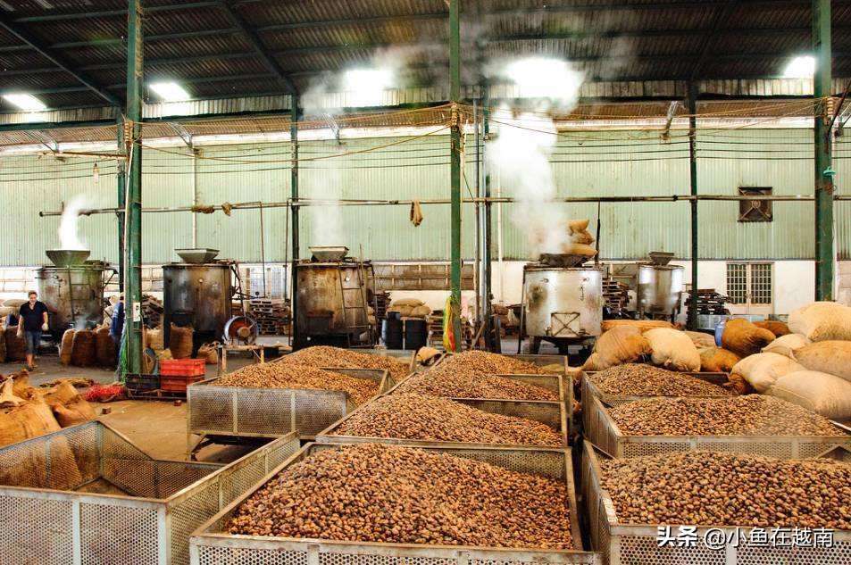 《走进越南》041期:世界腰果看越南,越南腰果在平福!