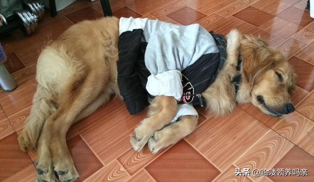 狗狗出现呕吐是什么原因造成的呢,狗狗呕吐的这4个原因