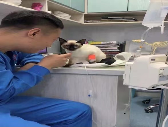 犬胆汁淤积特效药,胆汁淤积性肝病的克星