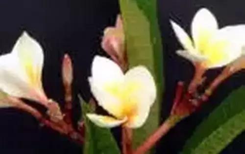 河南城市的市花有哪些花,全国56市市花图片