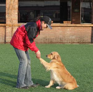 导盲犬是世界上最乖的犬吗,唯一能当导盲犬的狗