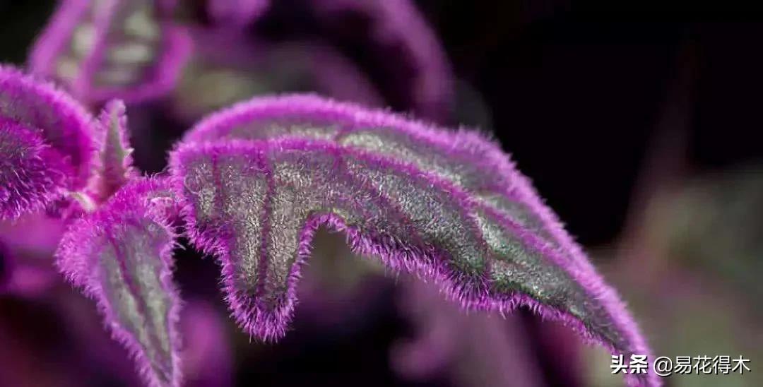 紫背天鹅绒盆栽怎么繁殖,绒叶竹芋怎么养