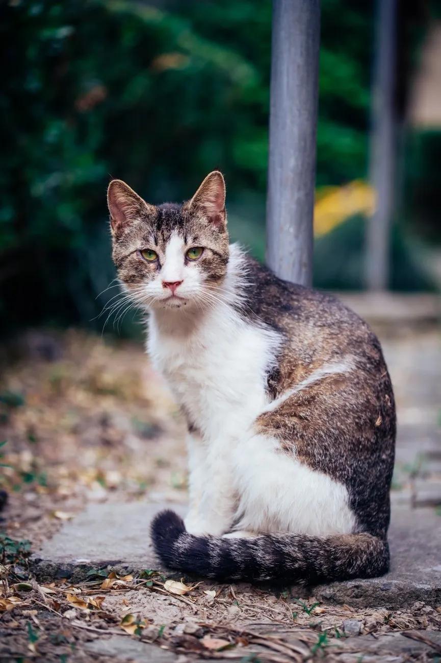 微距为什么都是超广角,微距为什么要三脚架和灯