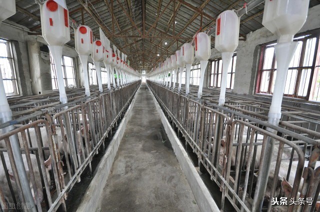 子宫颈输精,子宫颈口输精技术