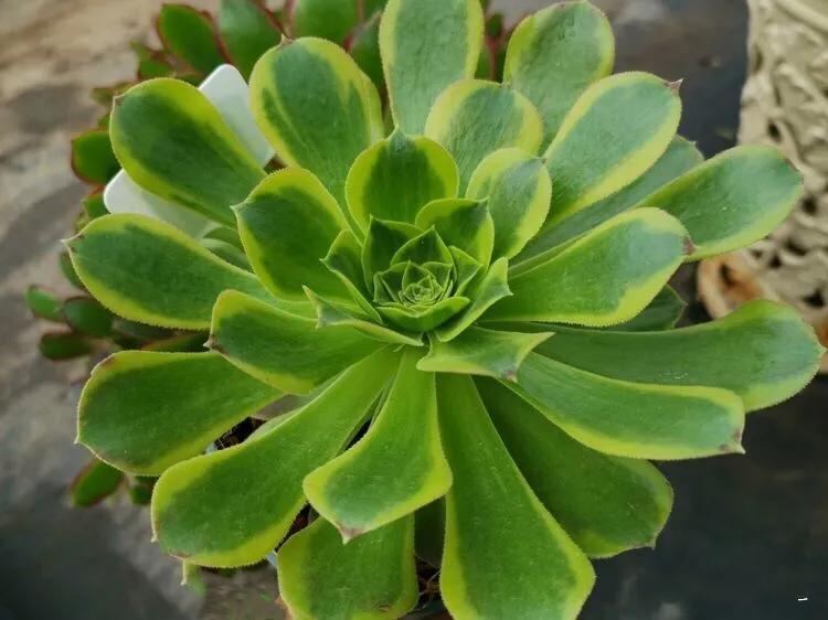 多肉法师韶羞现在能摘心吗,多肉法师欧紫跟韶羞的对比图