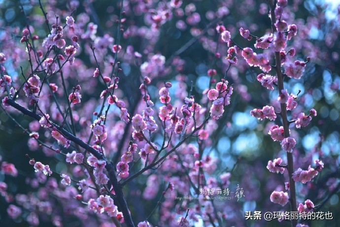 历史悠久的十大名花（海量美图），你选哪个做国花？