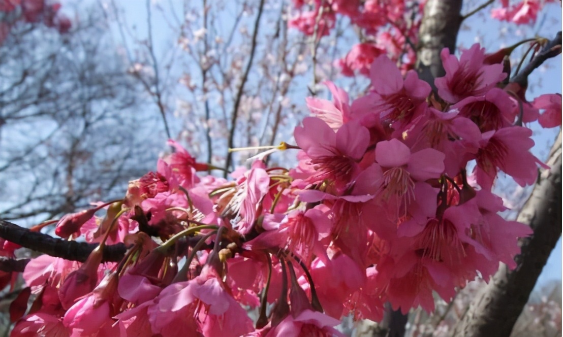 还记得13年前的樱花吗,以前的樱花对比现在的樱花