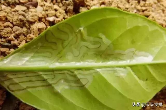 柑橘潜叶蛾的危害症状及防治措施,柑橘潜叶蛾防治最佳方法