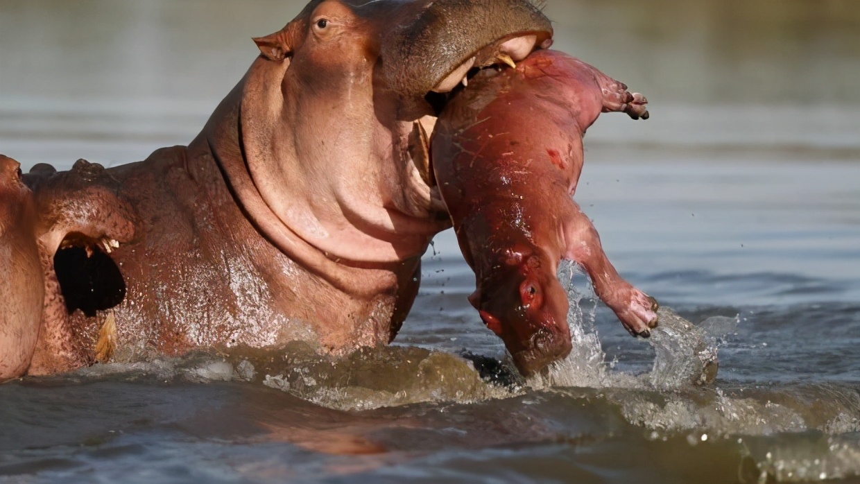 顶翻狮子、口撕鳄鱼的河马，到底有多恐怖？非洲只有一物能制服它