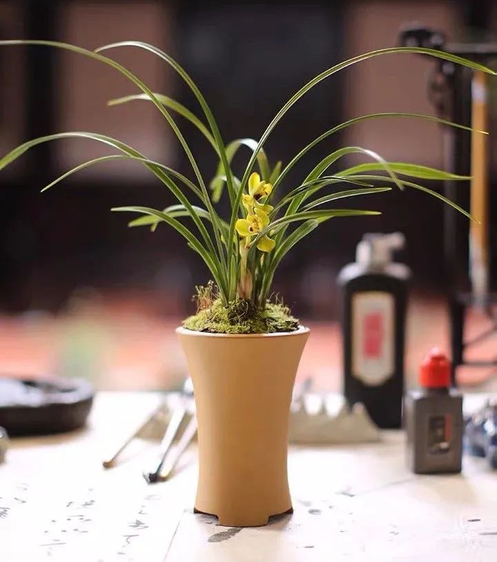 养花人最值得养的十二种花，一种花一种风华，你家养了几种？