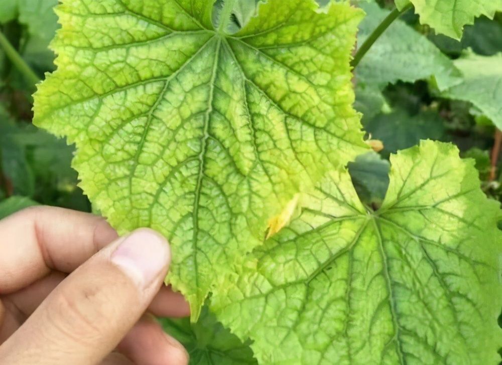 蔬菜叶子发黄怎么办，施肥很重要，选对肥、用好肥蔬菜长得棒棒哒