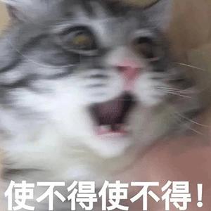猫一般一顿吃多少猫粮,猫粮和猫罐头怎么吃科学合理