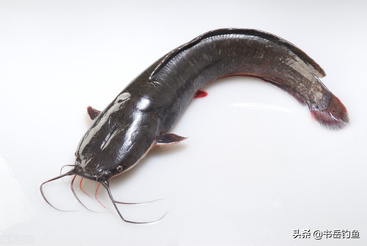 鲶鱼是世界上最脏的鱼,鲶鱼是鱼中最脏的