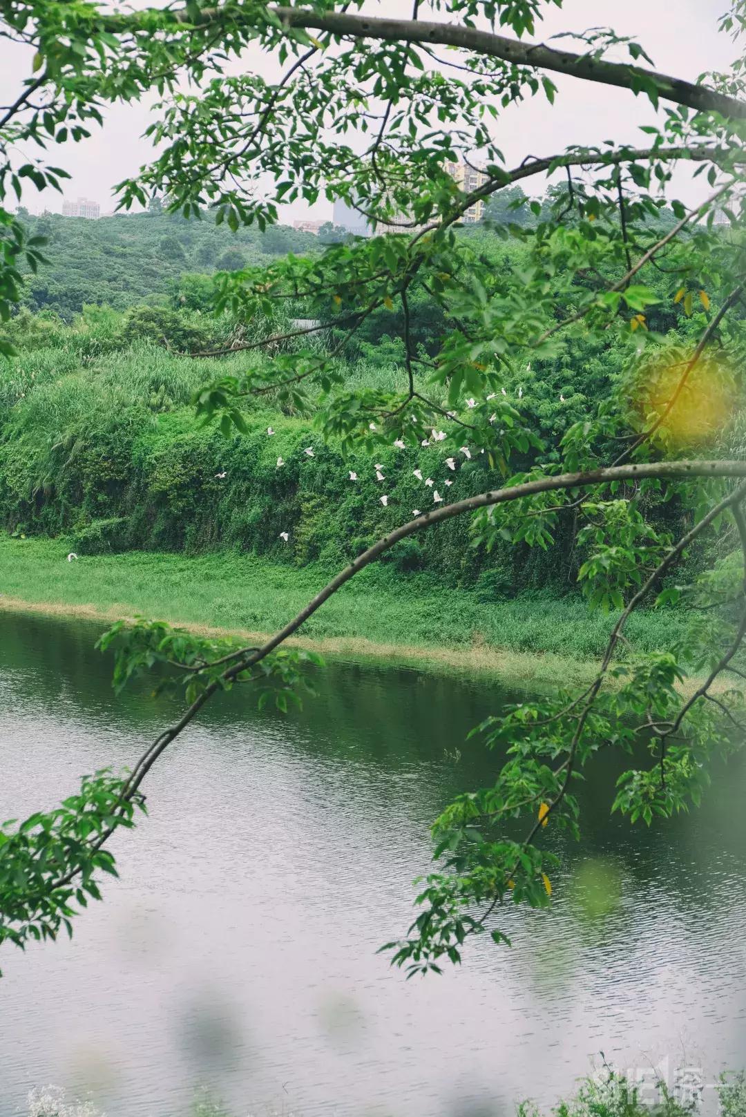 深圳市美美美,深圳最美免费水库
