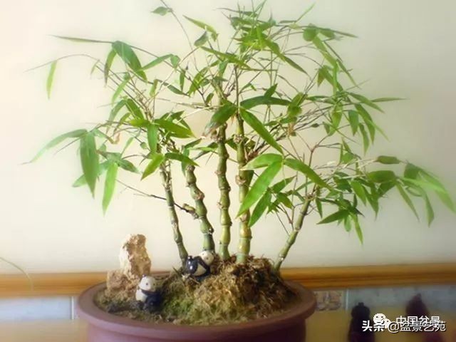 北方耐寒矮化竹子,竹子矮化的最佳方法