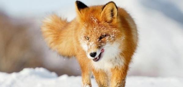 科学证实黄鼠狼为啥不能杀,为什么不能杀黄鼠狼科学证明