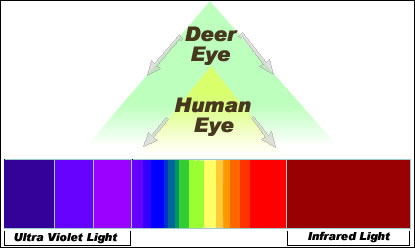 驯鹿的10大特征,介绍一下驯鹿的特点