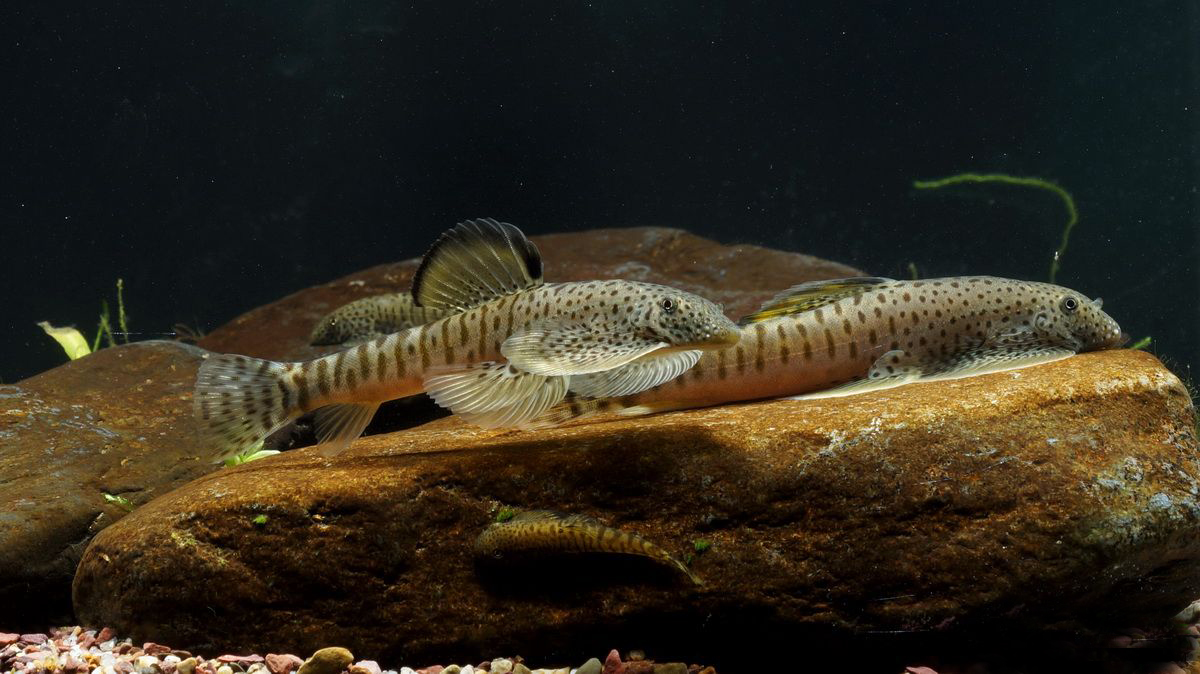 中国原生观赏鱼大全,不错的观赏鱼有哪些种类