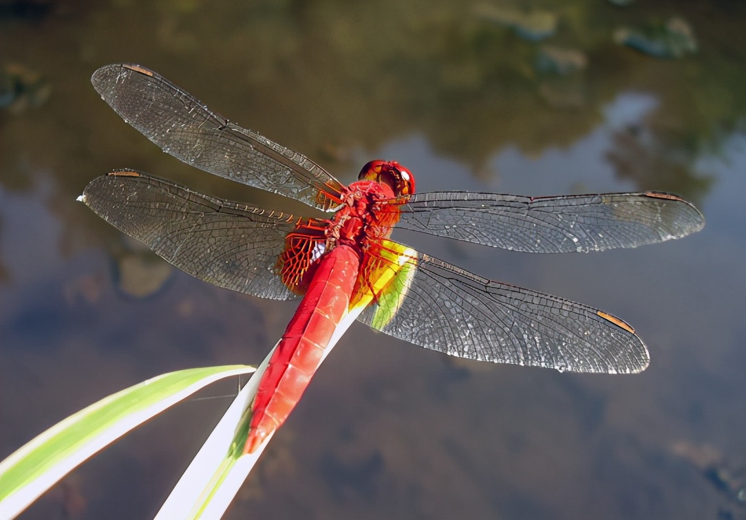 猩红的蜻蜓，隐形的翅膀