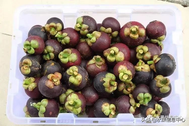 水果天堂：海南水果品种及上市时间表