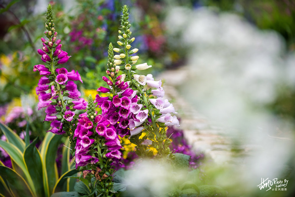 上海国际花展一览表,上海国际花展一览