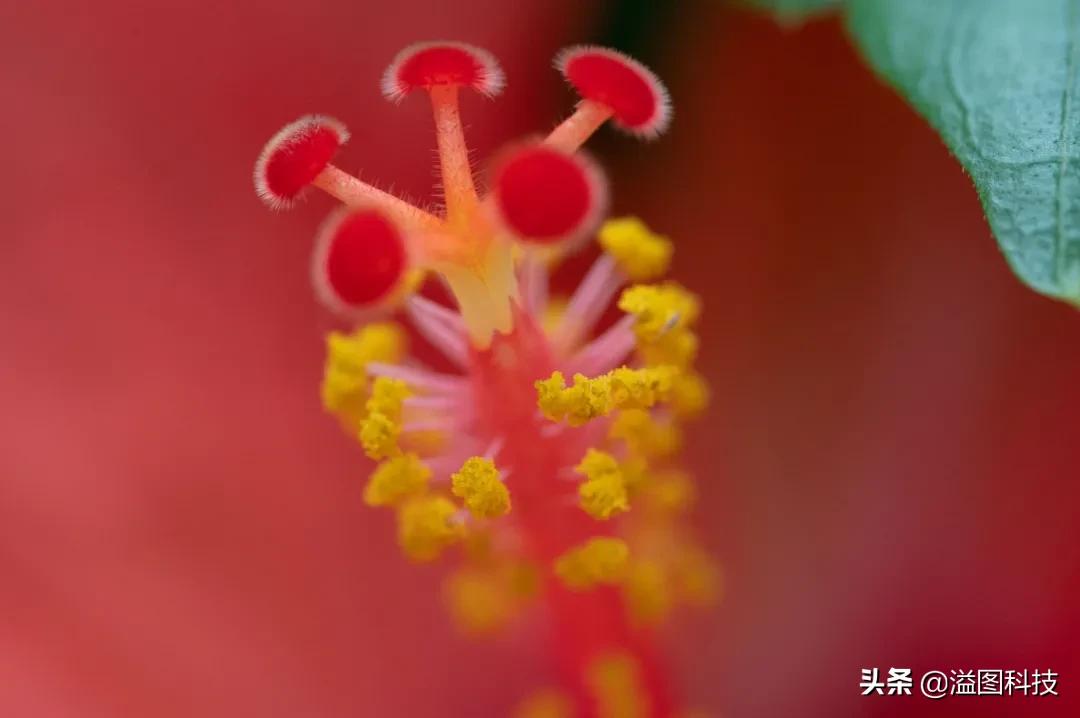 尼康z50mm2.8s微距,尼康z1052.8微距镜头