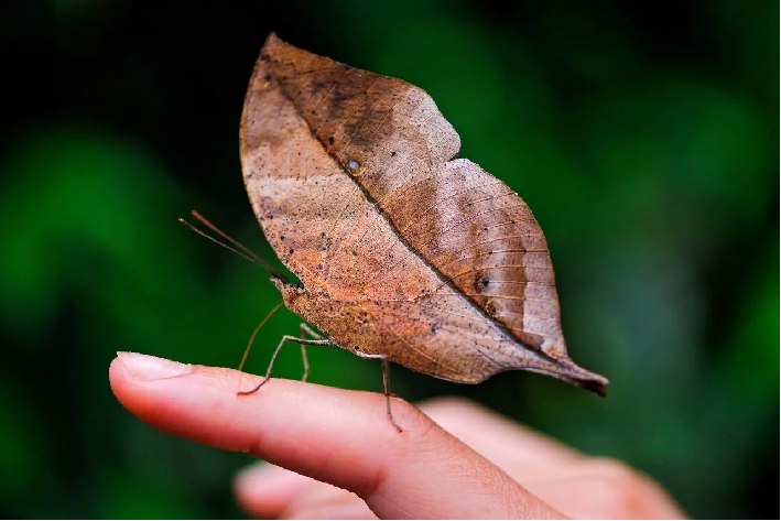 十种最美蝴蝶,自然界蝴蝶大全